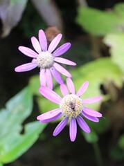 Pericallis tussilaginis