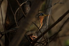 Morococcyx erythropygus