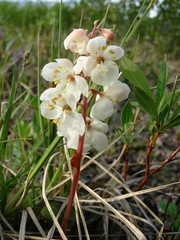Pyrola grandiflora