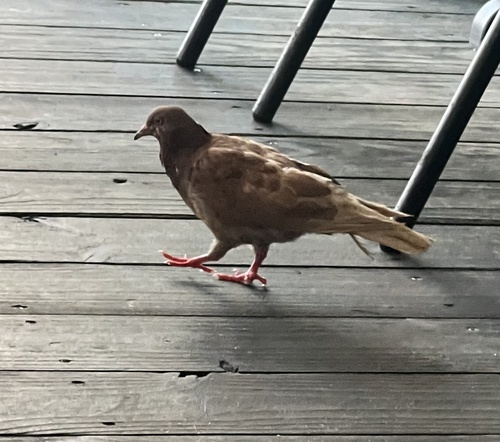 Feral Pigeon