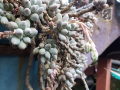 Pachyphytum rzedowskii