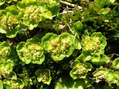 Chrysosplenium tetrandrum