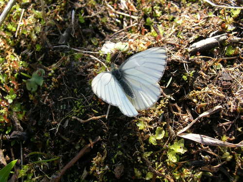 Arctic White photo 5