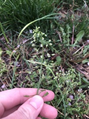 Capsella bursa-pastoris