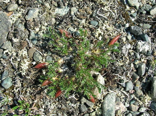 Image of Oxytropis scammaniana by (c) Jason Grant, some rights reserved (CC BY)