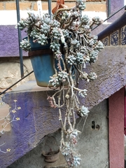 Pachyphytum rzedowskii