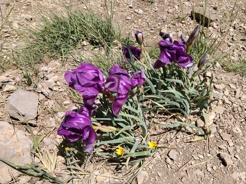 Iris barnumiae