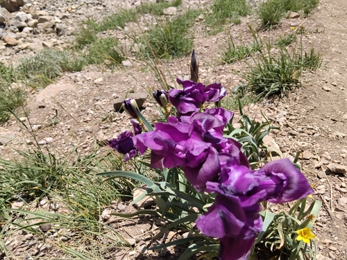 Iris barnumiae, photograph 1