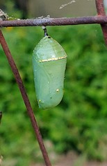 Danaus plexippus
