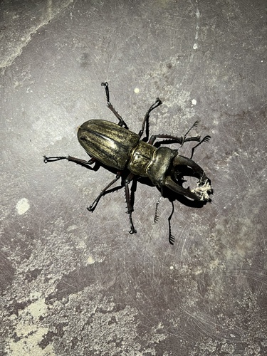Lucanus lunifer lunifer