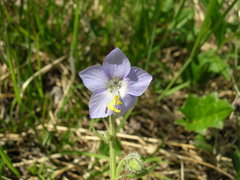 Polemonium acutiflorum