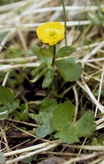 Ranunculus sulphureus