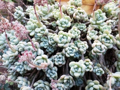Sedum clavatum