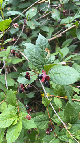twinberry honeysuckle