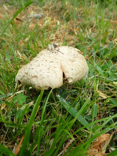 Green-spored Parasol