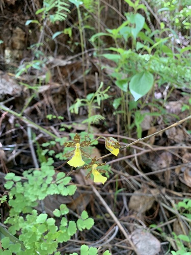 Oncidium graminifolium, photograph 2