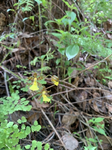 Oncidium graminifolium