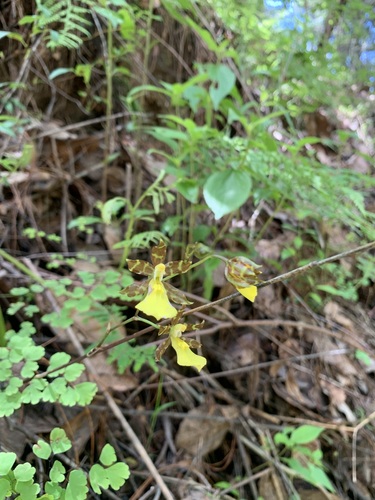 Oncidium graminifolium, photograph 3