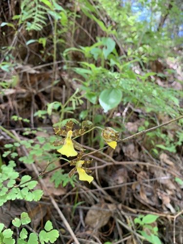 Oncidium graminifolium, photograph 4