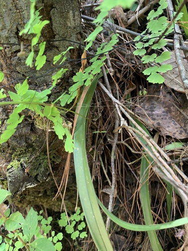 Oncidium graminifolium, photograph 5