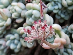 Sedum clavatum