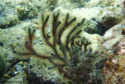 Codium vermilara observed 2026-06-25