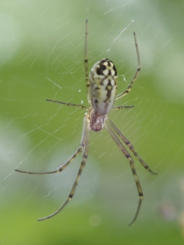 Joro Spider