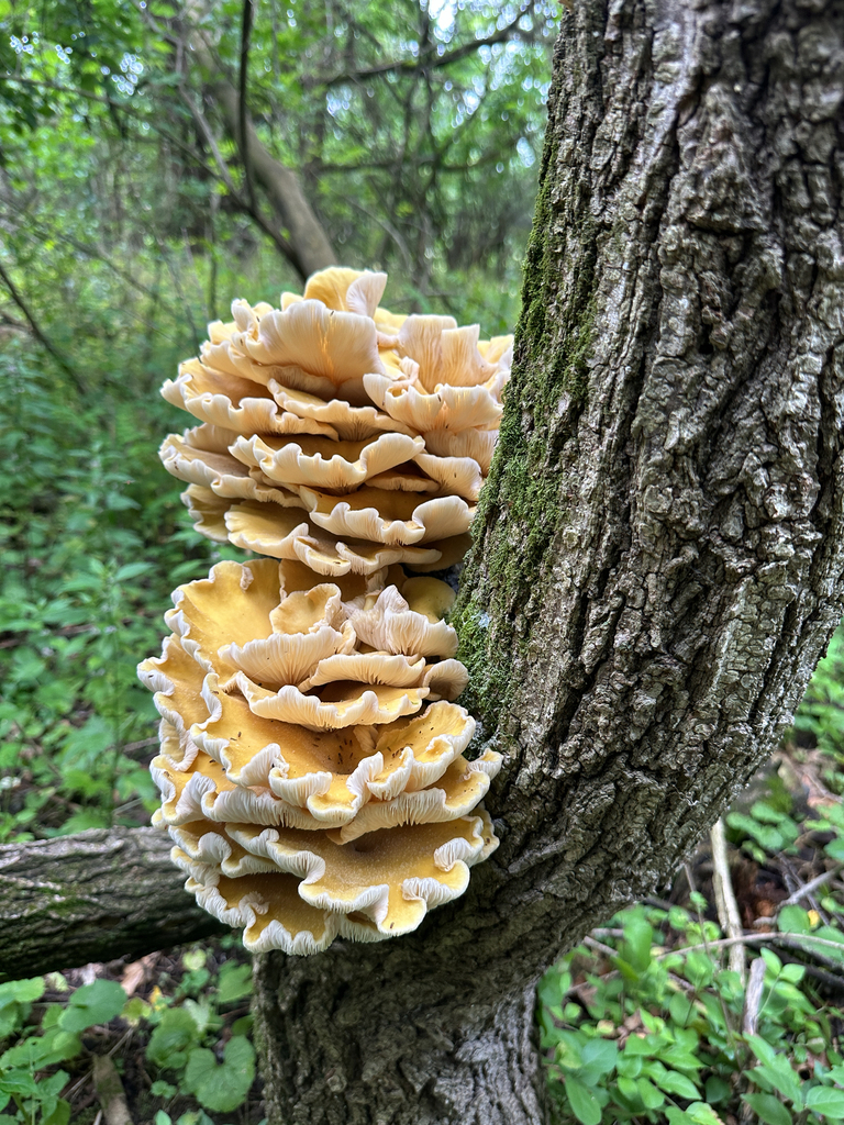 Golden Oyster Mushroom · June 2026 · photo: Photo: (c) Peter Quakenbush, some rights reserved (CC BY) · iNaturalist