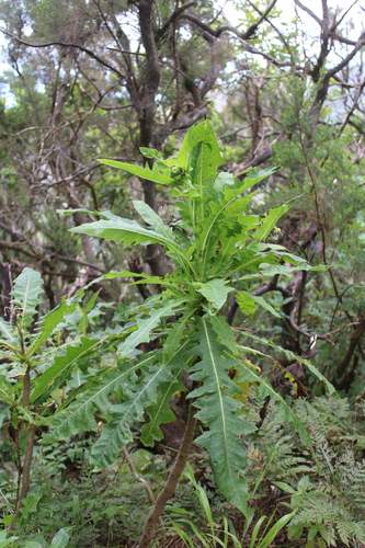 Sonchus congestus, photograph 4