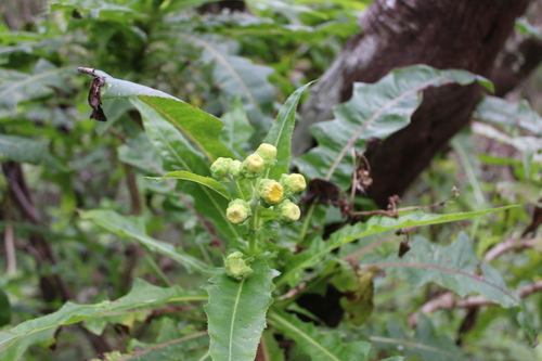 Sonchus congestus, photograph 2