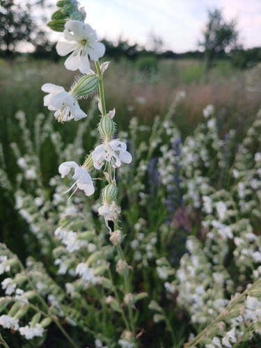 Silene dichotoma, photograph 3