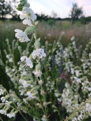 Silene dichotoma, photograph author not stated, no rights reserved