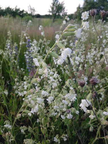Silene dichotoma, photograph 2