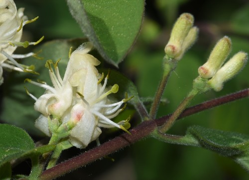 Paprastasis sausmedis nuotrauka