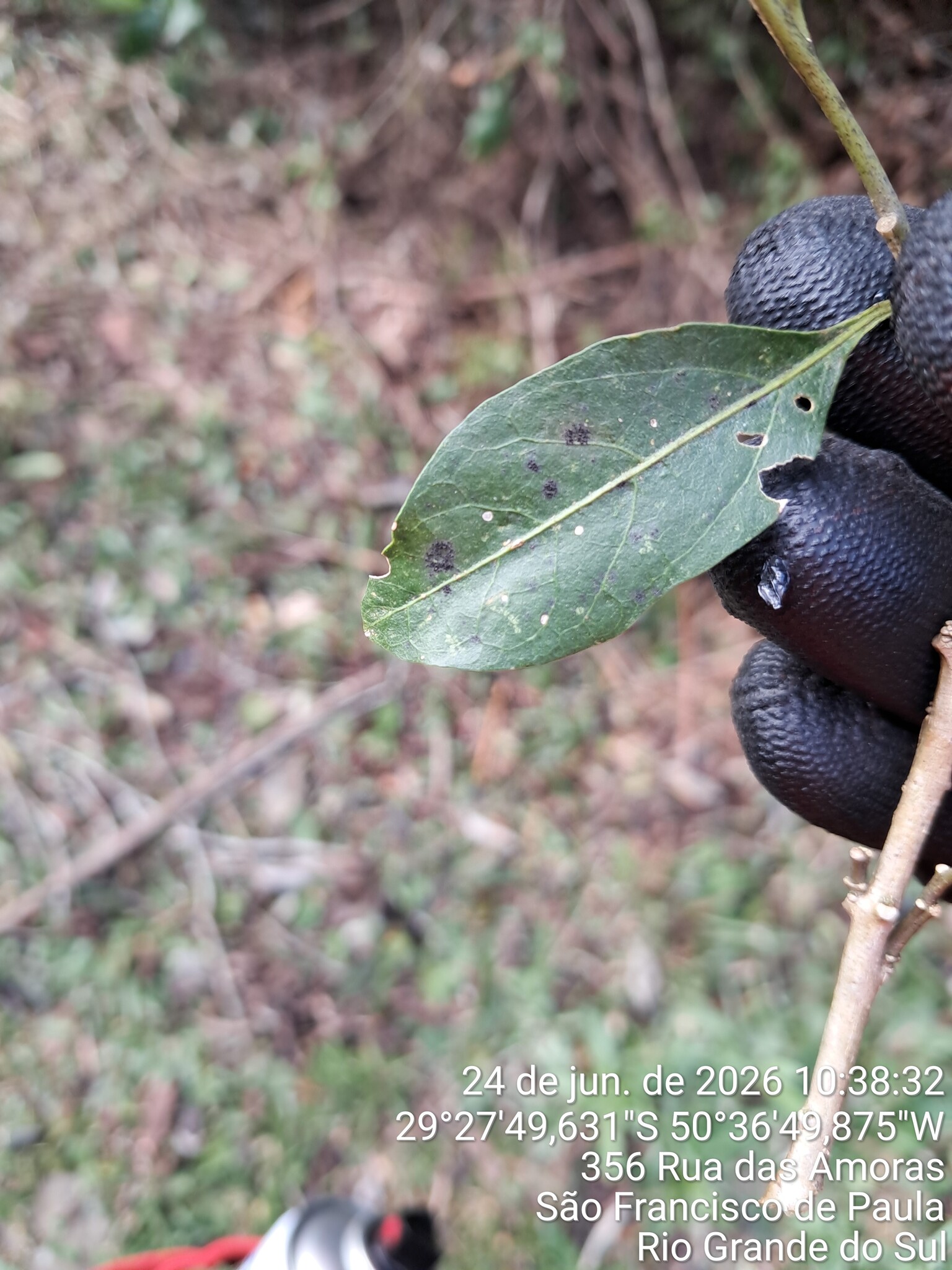 Imagem de Canela-guaicá