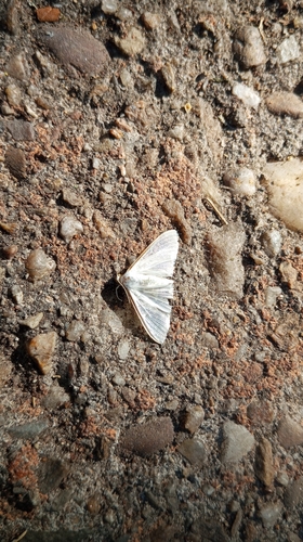 Jasmine Moth