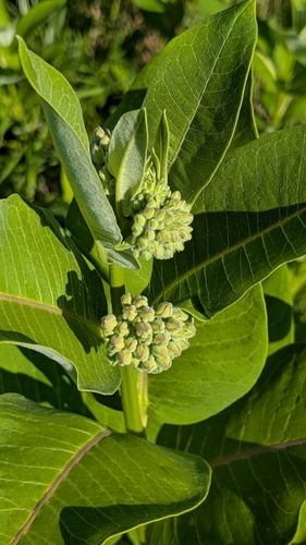 common milkweed