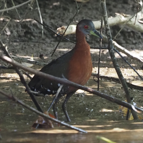 Grey-throated Rail (Canirallus oculeus), photo 1