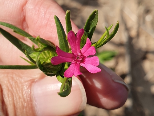 south-western catchfly