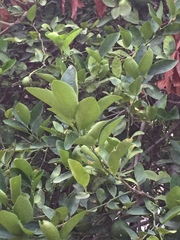 Citrus × aurantiifolia