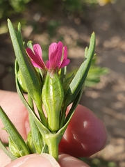 Silene muscipula, photograph (c) Mehdi Chetibi, some rights reserved (CC BY)