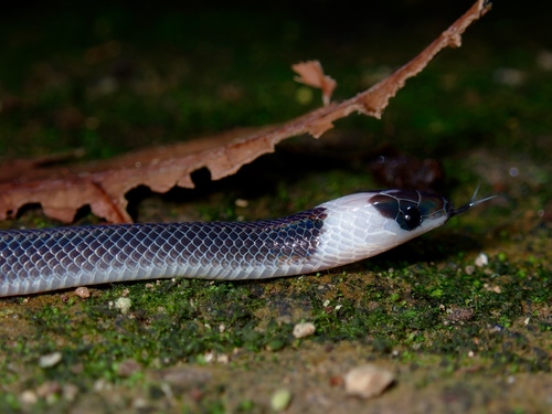 Banded Philippine Burrowing Snake