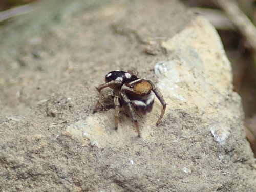 Attulus penicillatus