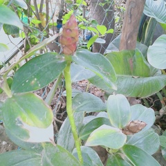 Costus woodsonii