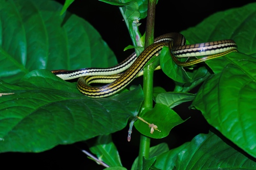 Luzon Bronzeback