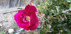 Rosa