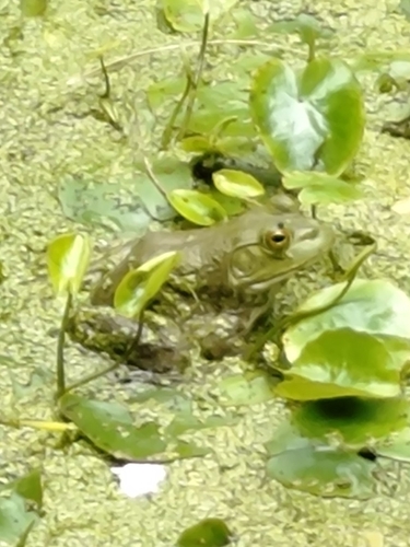 American Bullfrog