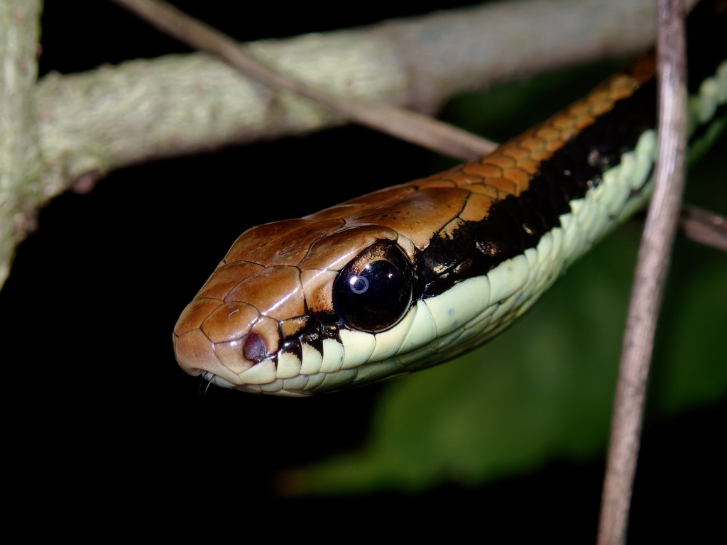Luzon Bronze-Back Tree Snake