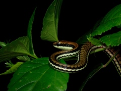 Luzon Bronze-Back Tree Snake photo 2