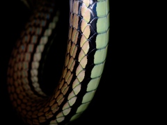 Luzon Bronze-Back Tree Snake photo 3